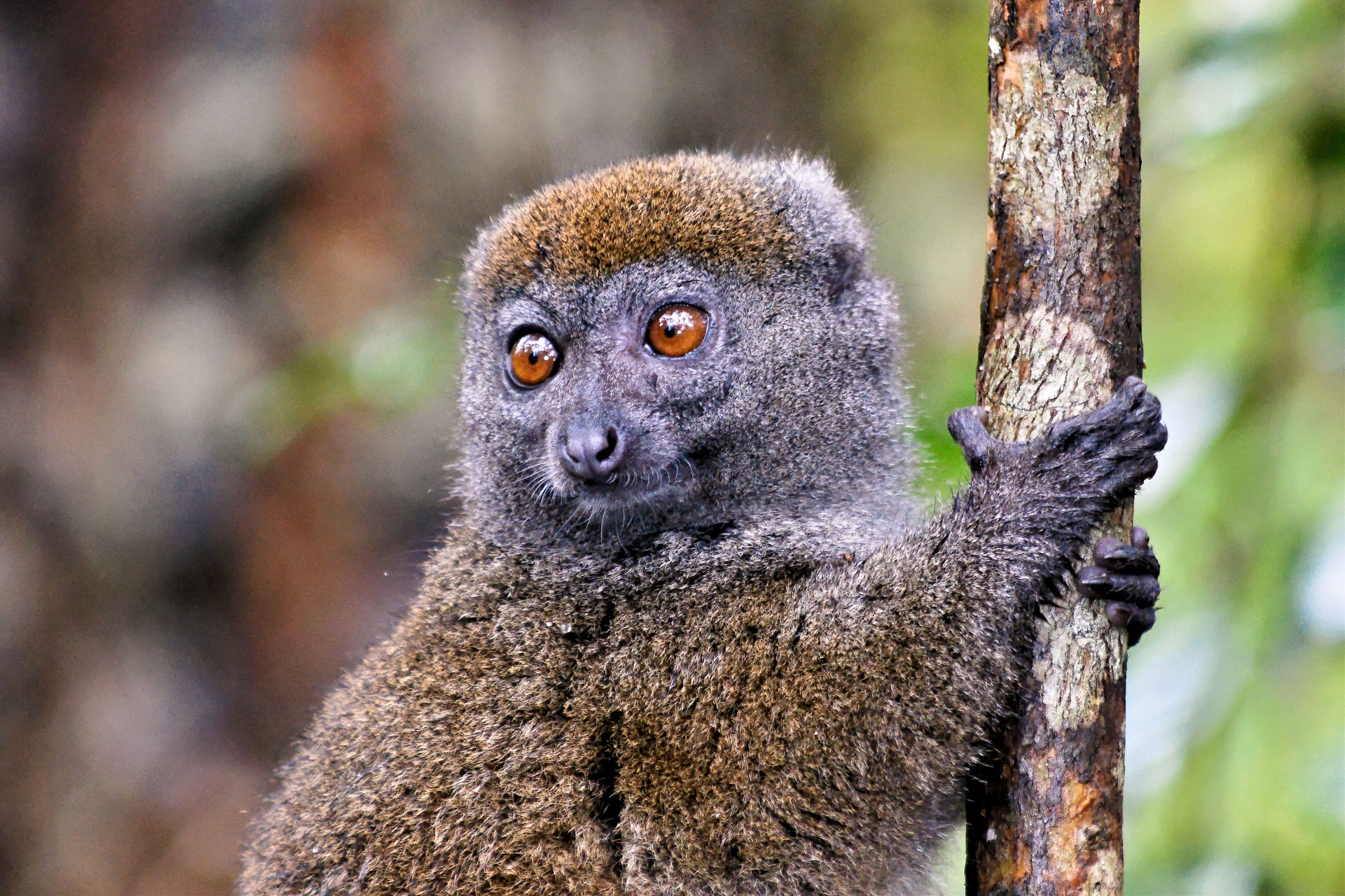 Bambuslemur (Prolemur simus)